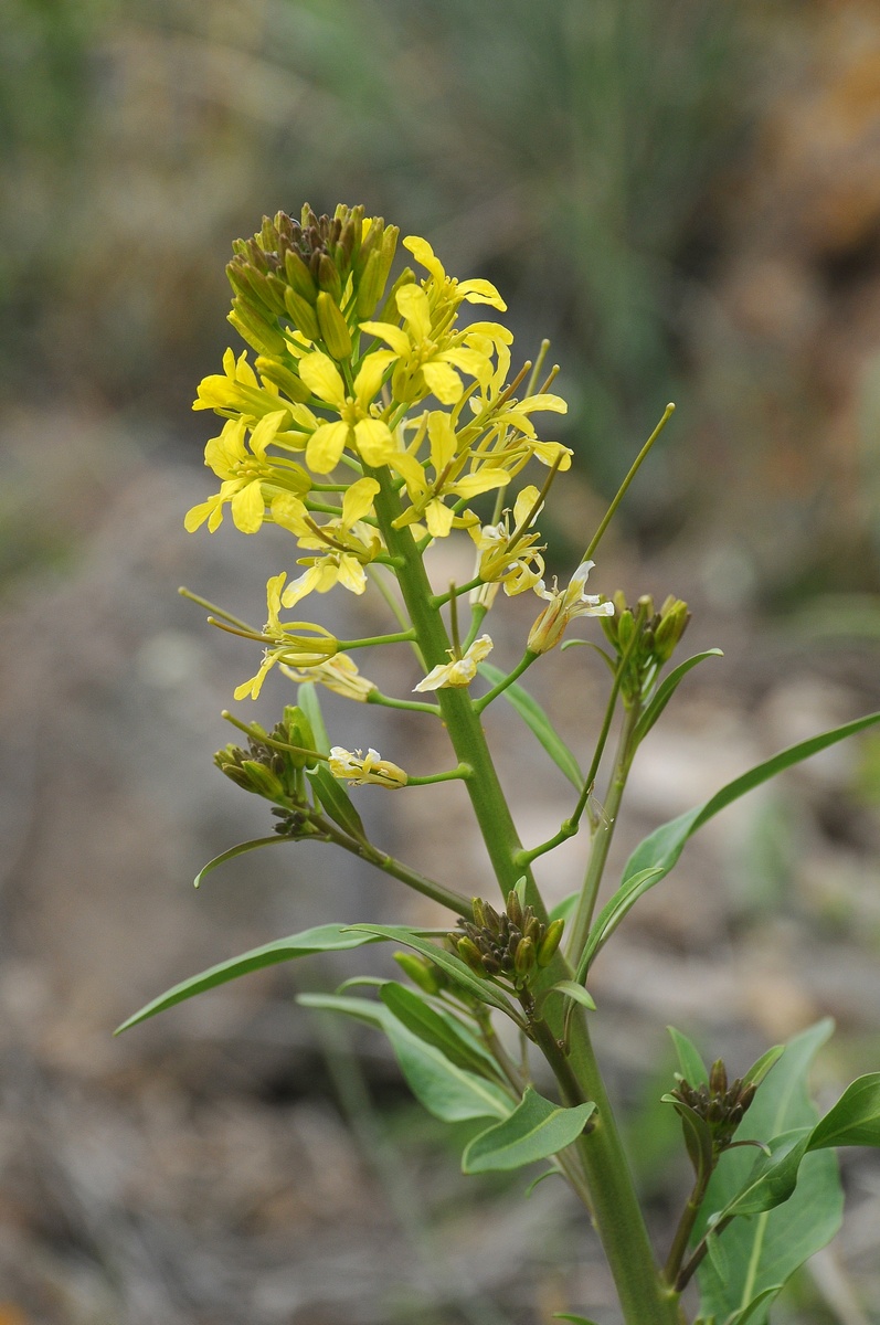 Изображение особи Sisymbrium brassiciforme.