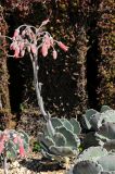 Cotyledon разновидность oblonga