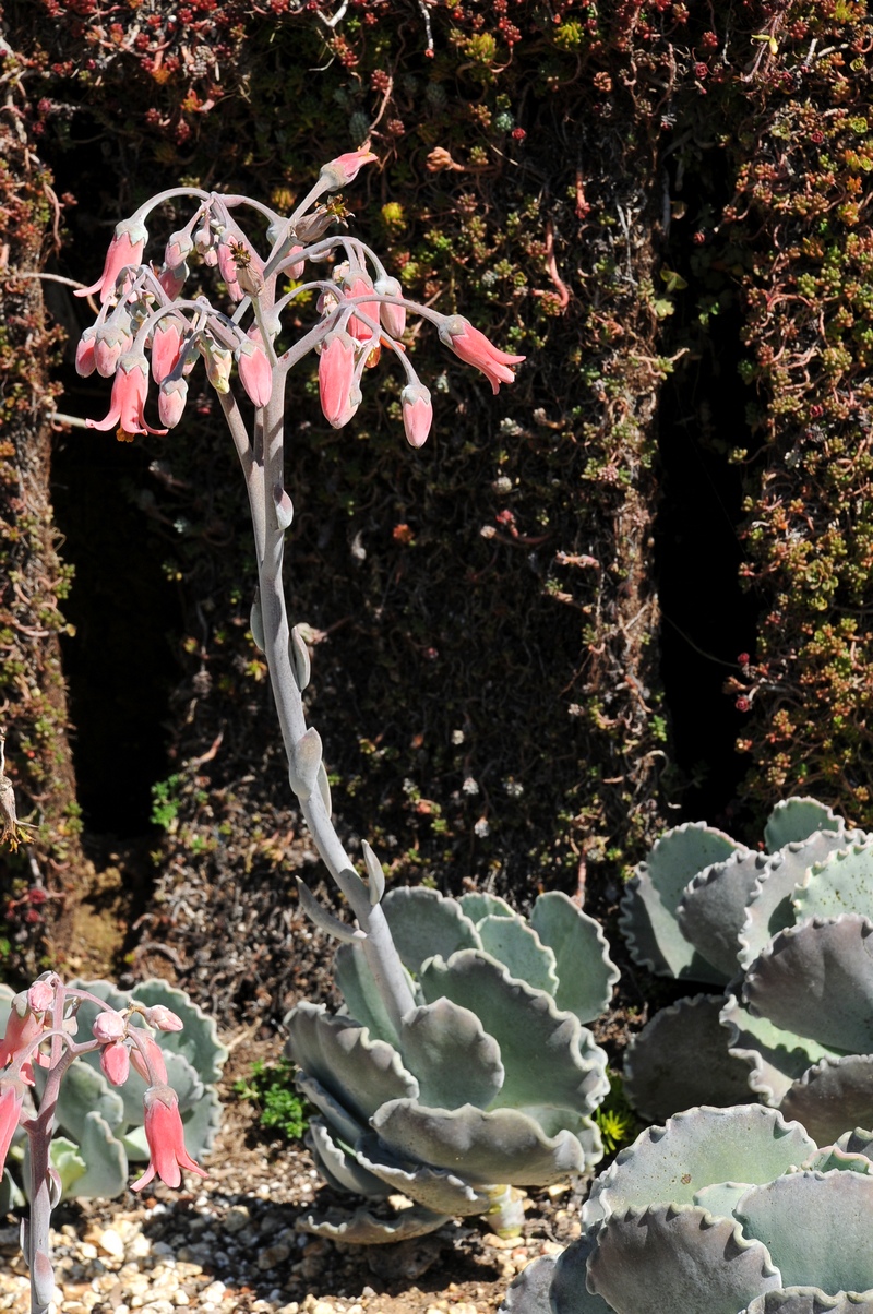 Изображение особи Cotyledon orbiculata var. oblonga.