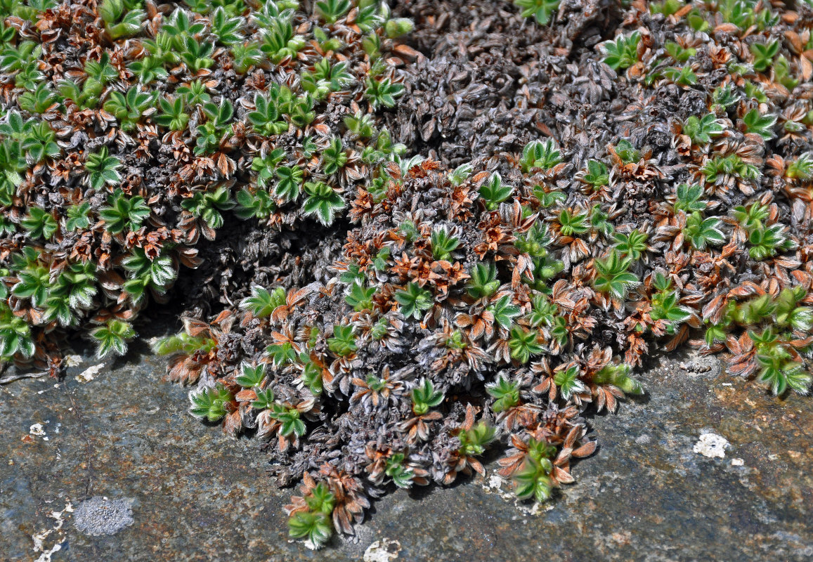 Image of Sibbaldia tetrandra specimen.