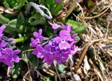 Primula nivalis