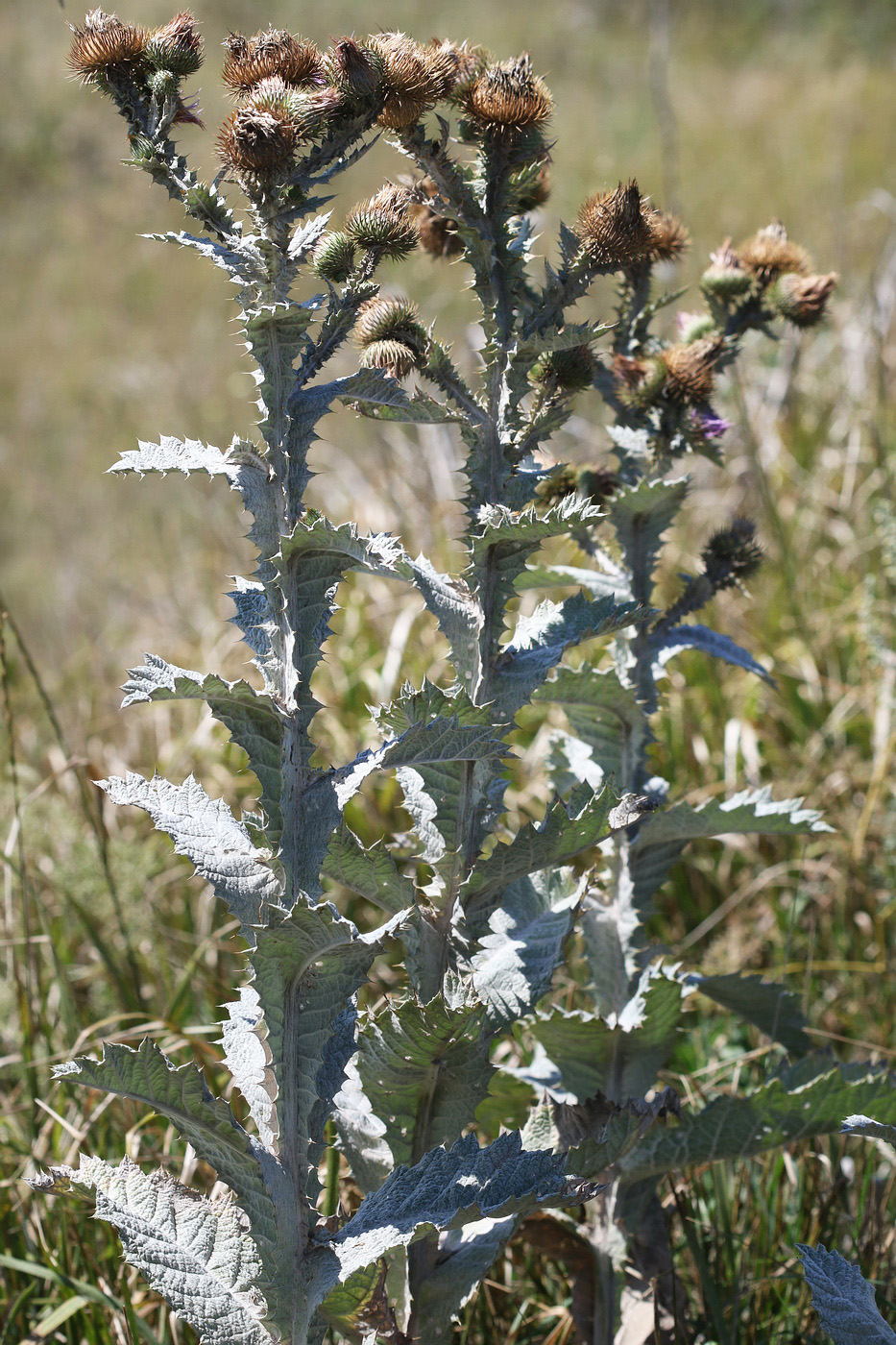 Image of Onopordum acanthium specimen.