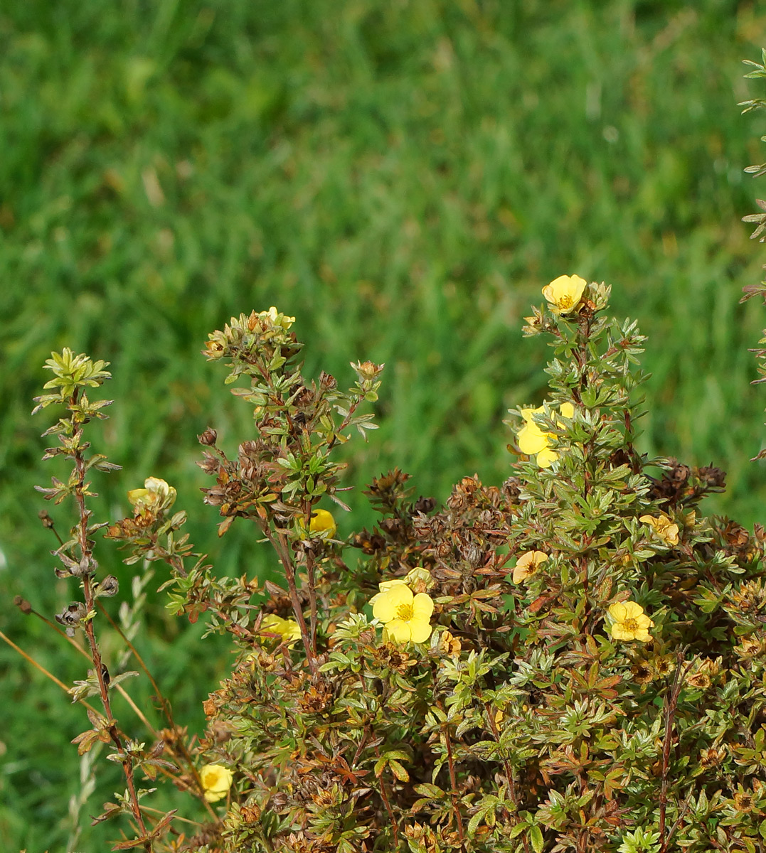 Image of Dasiphora fruticosa specimen.