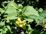 Berberis sphaerocarpa