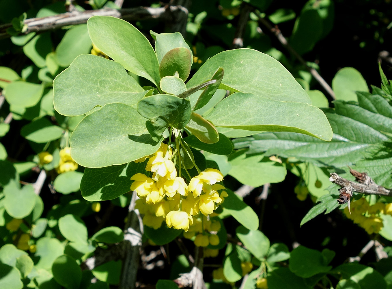 Image of Berberis sphaerocarpa specimen.