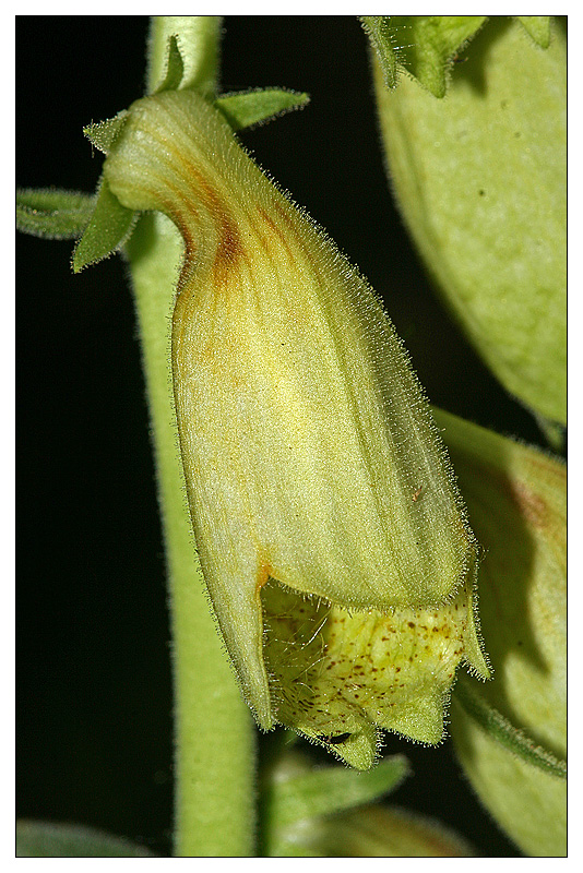 Изображение особи Digitalis grandiflora.