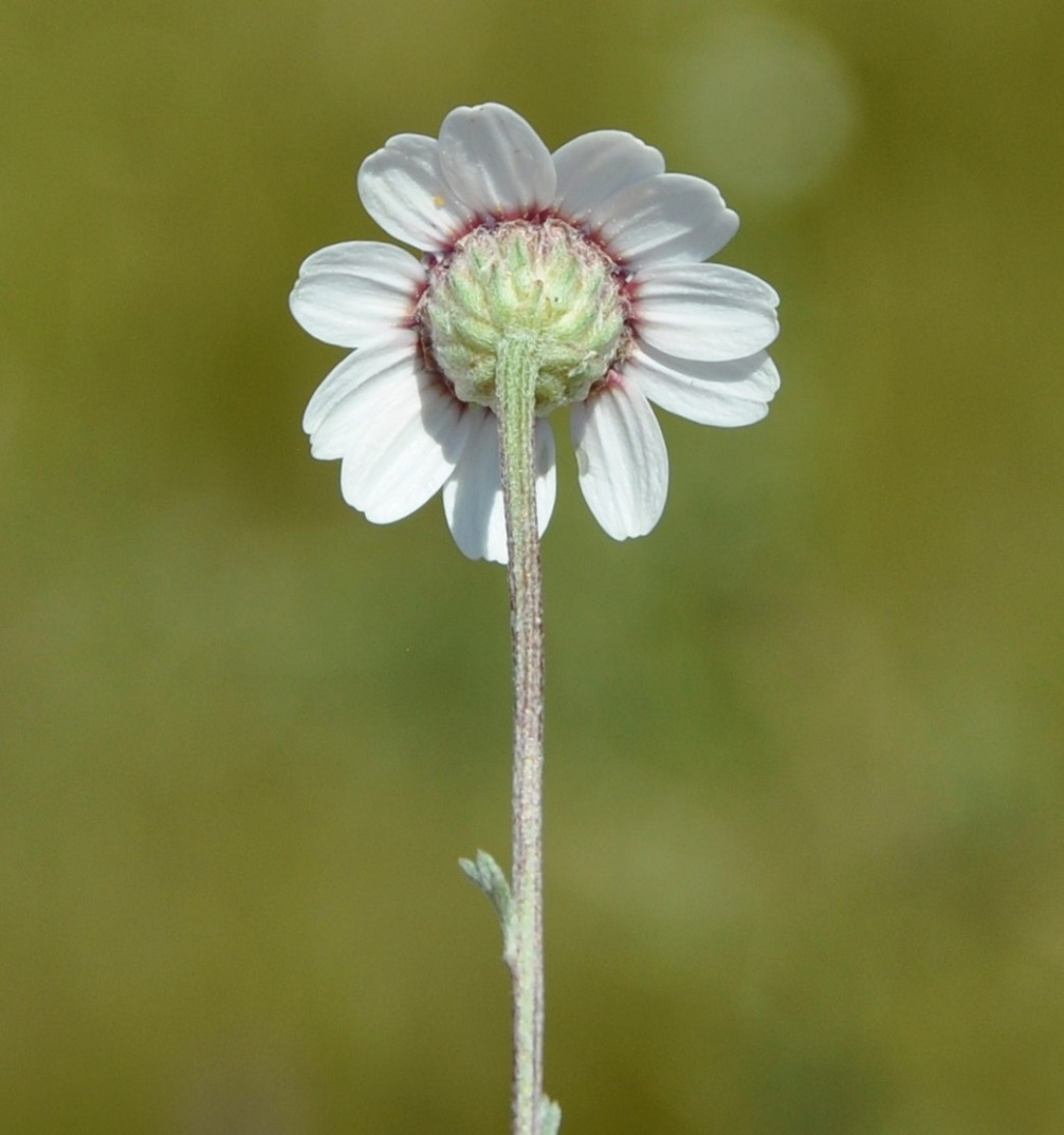 Изображение особи Anthemis tricolor.