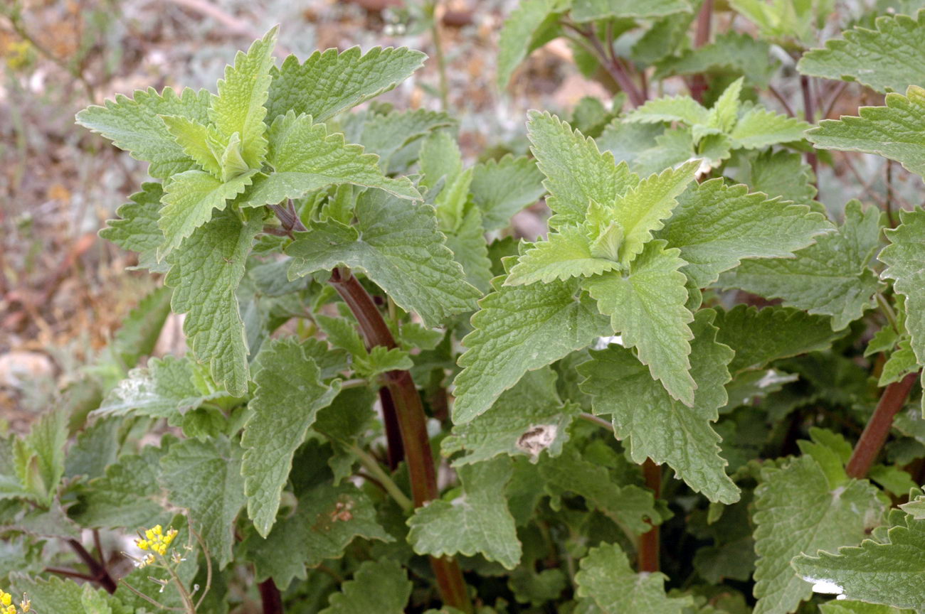 Image of Nepeta cataria specimen.