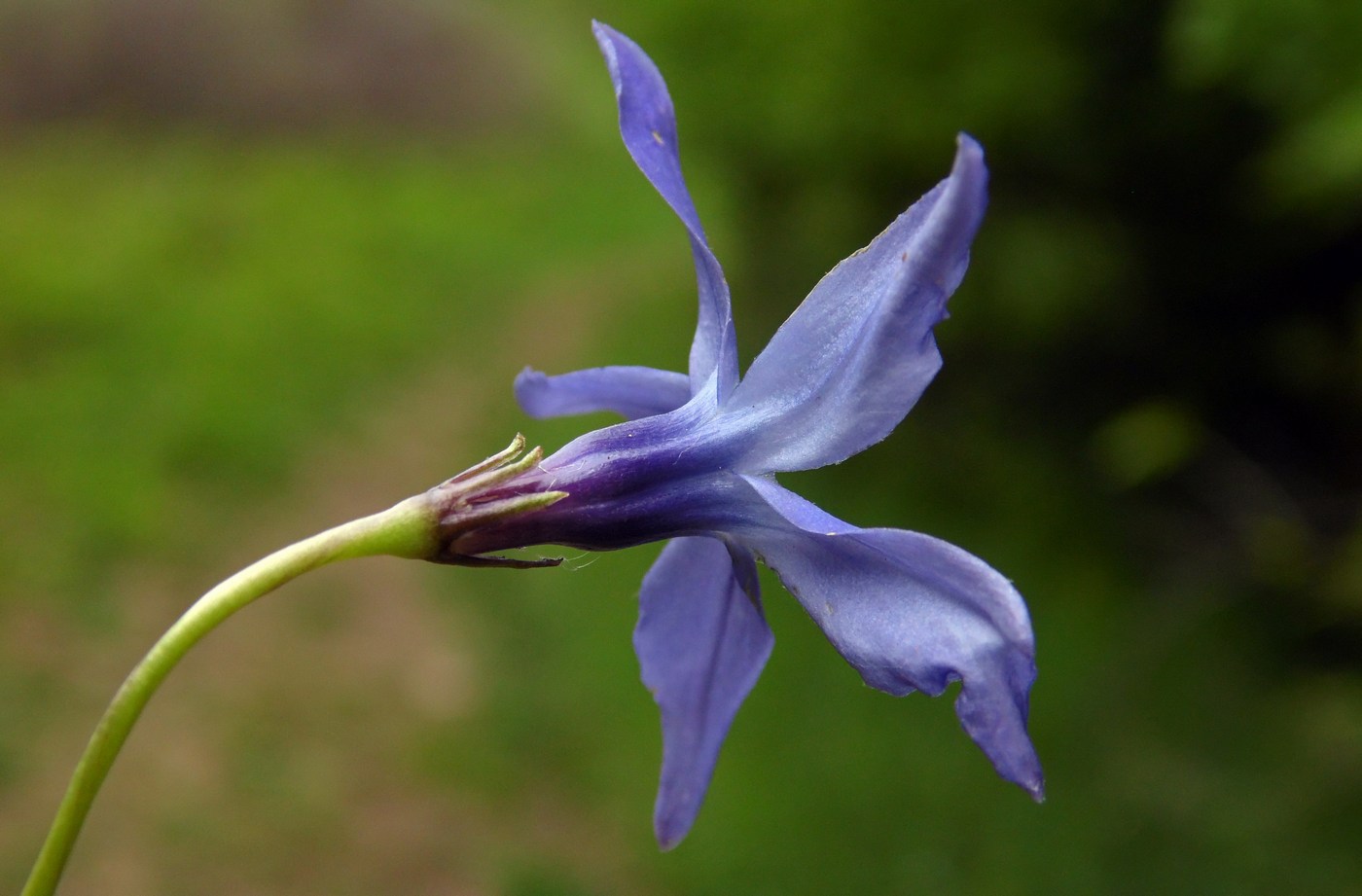 Image of Vinca herbacea specimen.