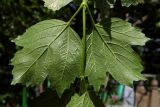 Viburnum opulus f. roseum