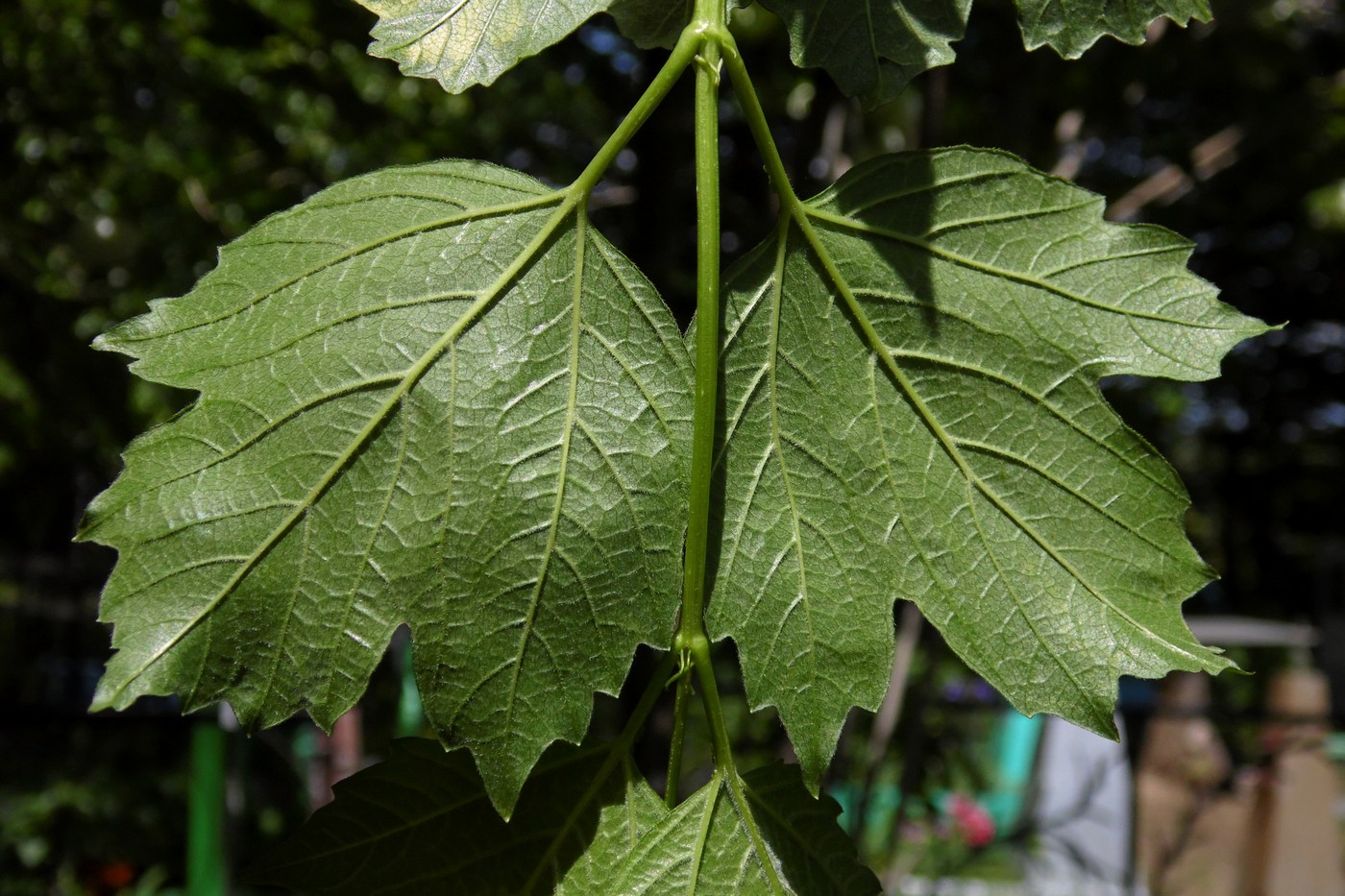 Изображение особи Viburnum opulus f. roseum.