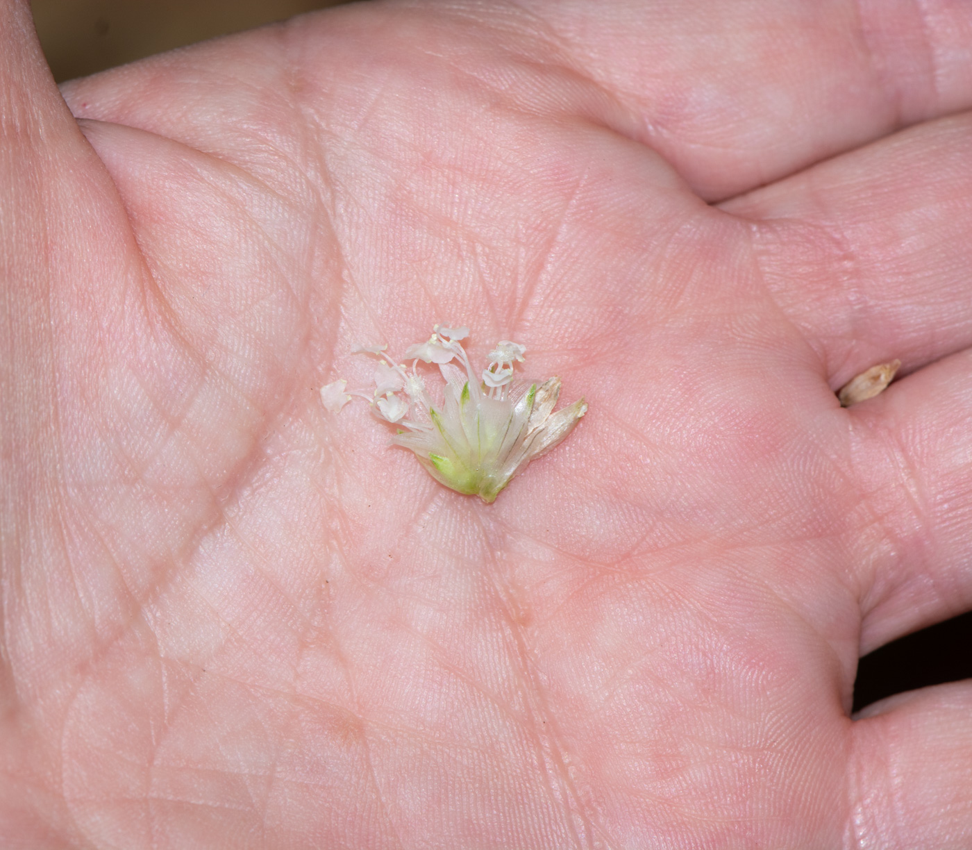 Изображение особи Callisia fragrans.