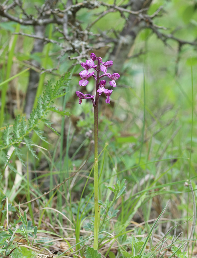 Изображение особи Anacamptis morio ssp. caucasica.