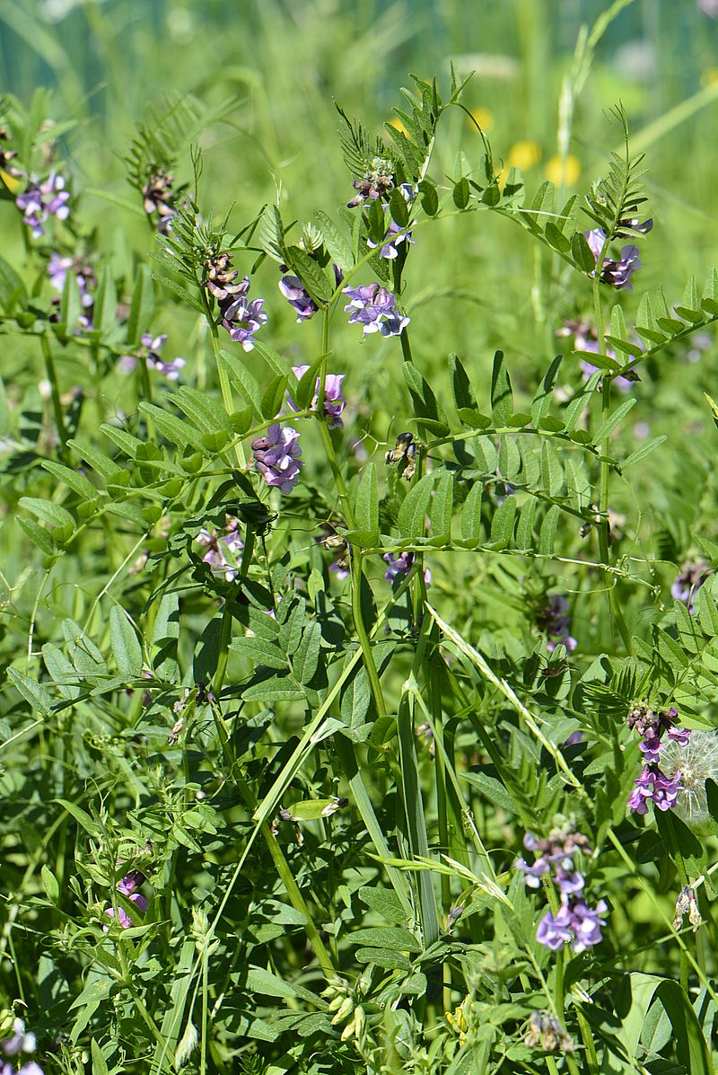 Image of Vicia sepium specimen.