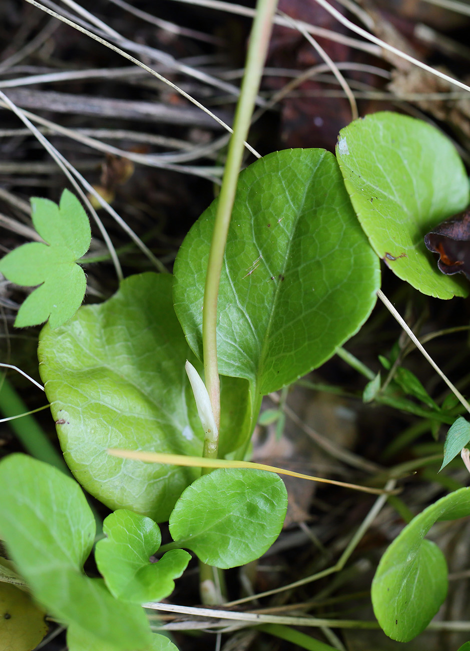 Image of Pyrola rotundifolia specimen.