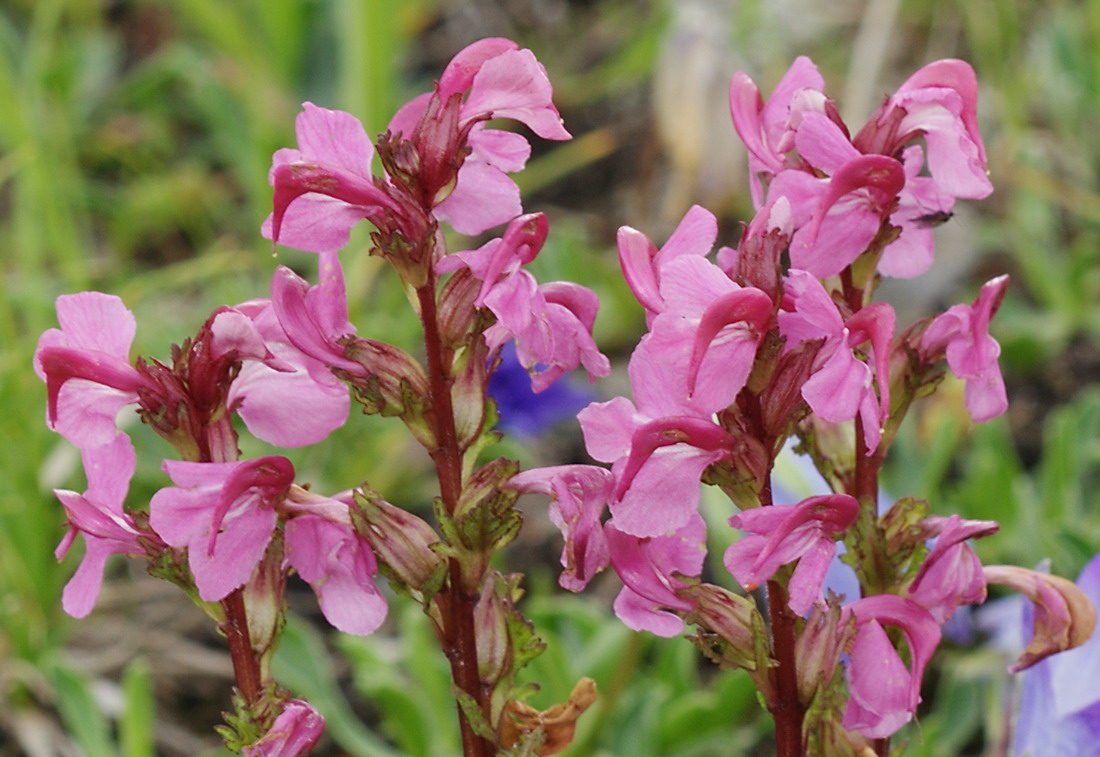 Изображение особи Pedicularis nordmanniana.