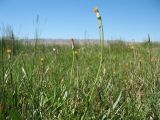 Scorzonera parviflora