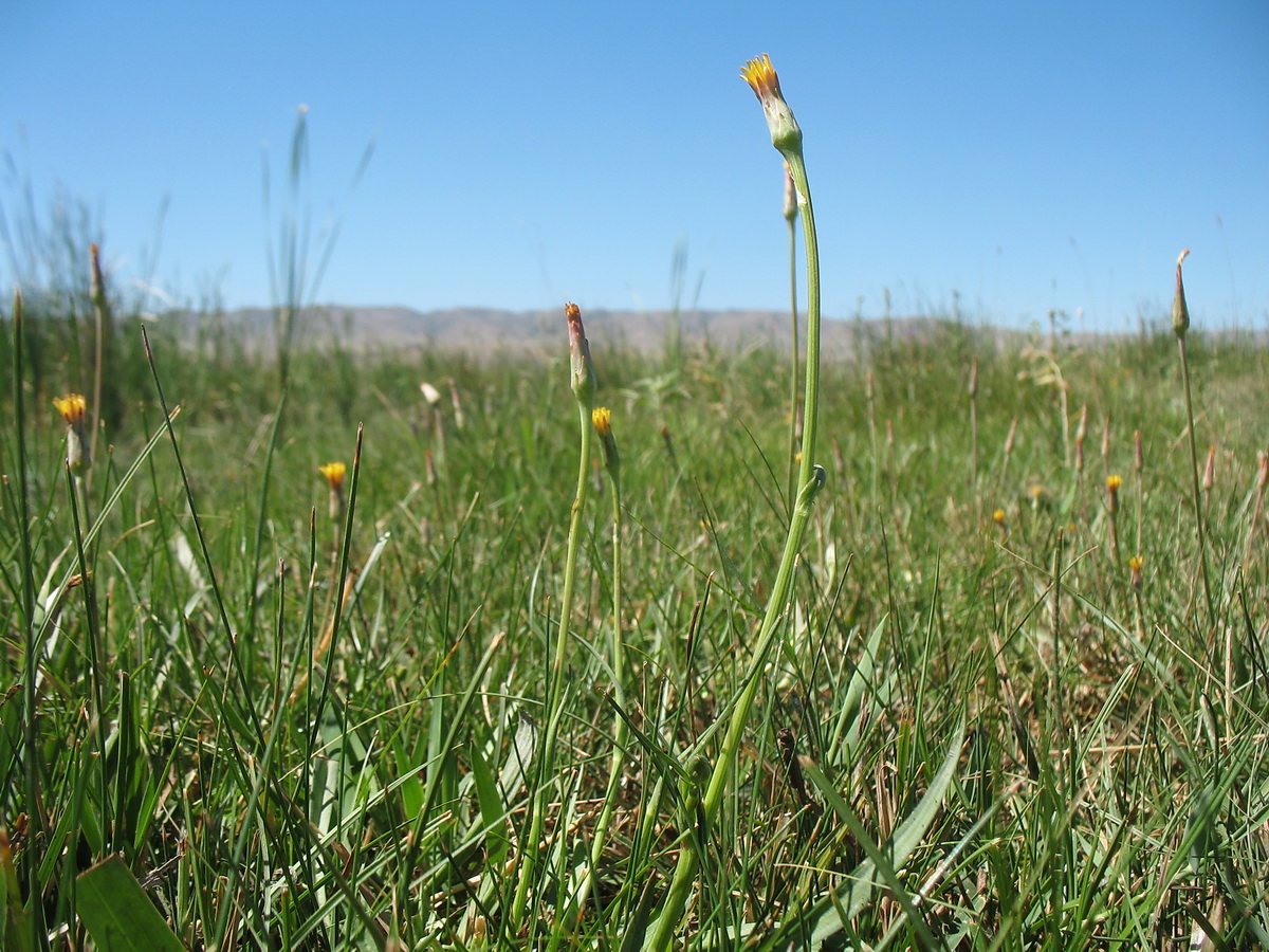 Image of Scorzonera parviflora specimen.