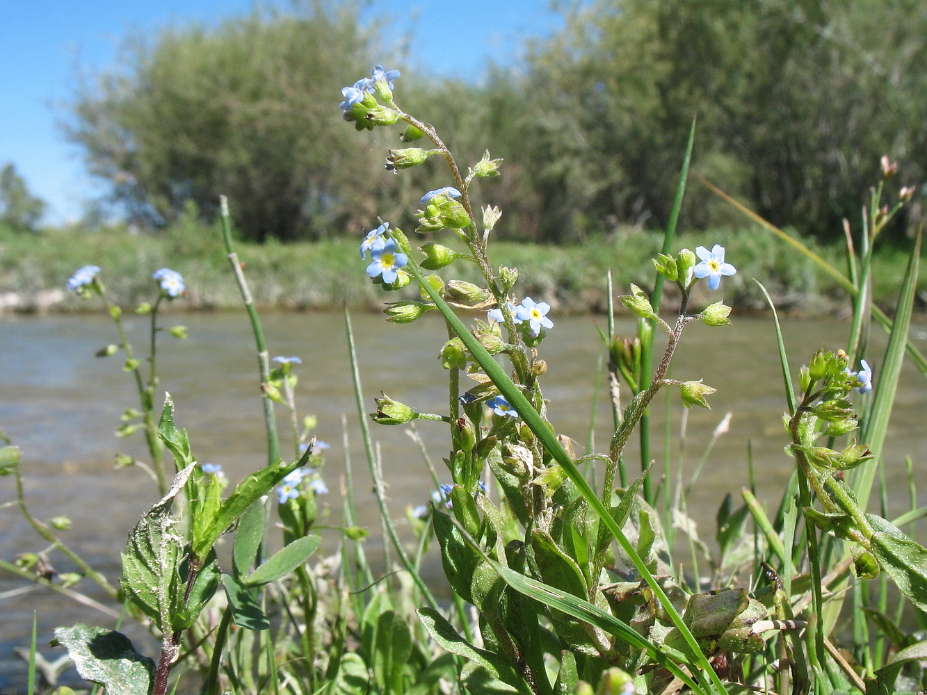 Изображение особи Myosotis cespitosa.