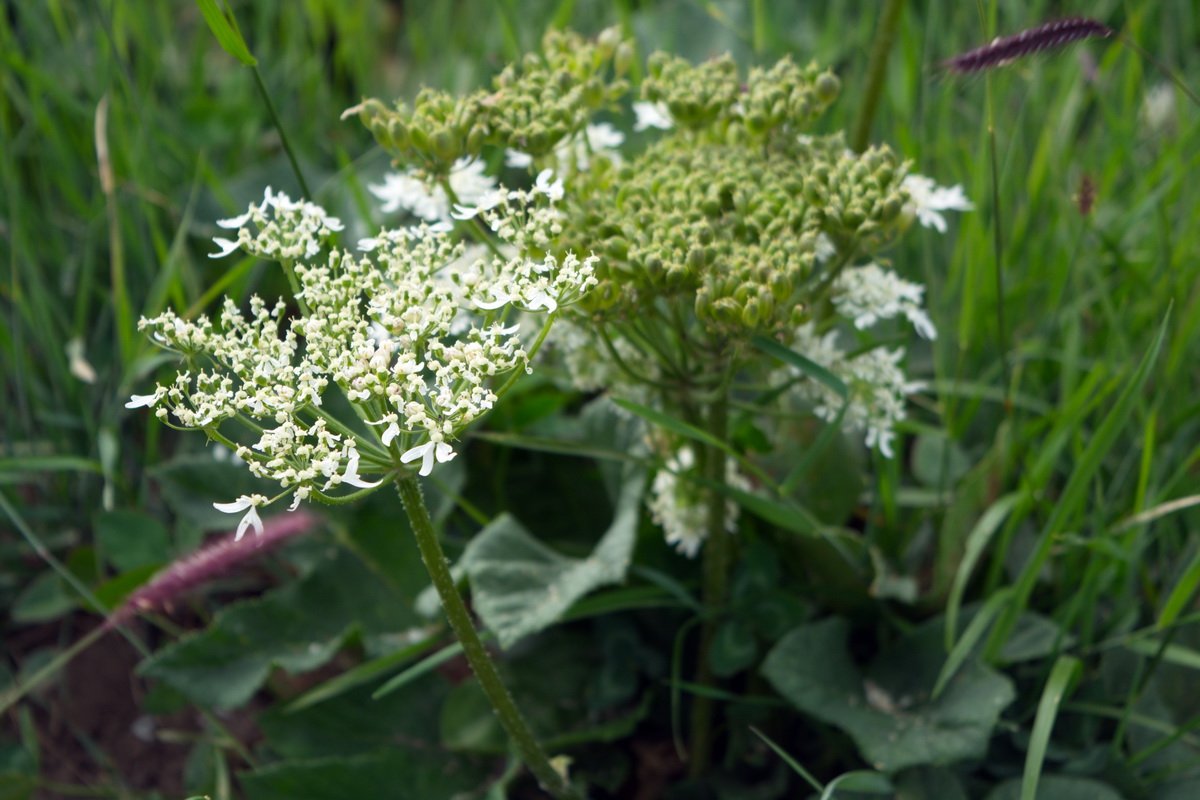 Изображение особи род Heracleum.