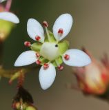 Micranthes oblongifolia. Цветок. Приморский край, Партизанский р-н, гора Ольховая, выс. 1662 м н.у.м., среди камней на вершине. 29.07.2020.