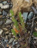 genus Euphrasia. Цветущие растения. Республика Алтай, Ябоганский перевал, каменистый участок. 27.07.2020.