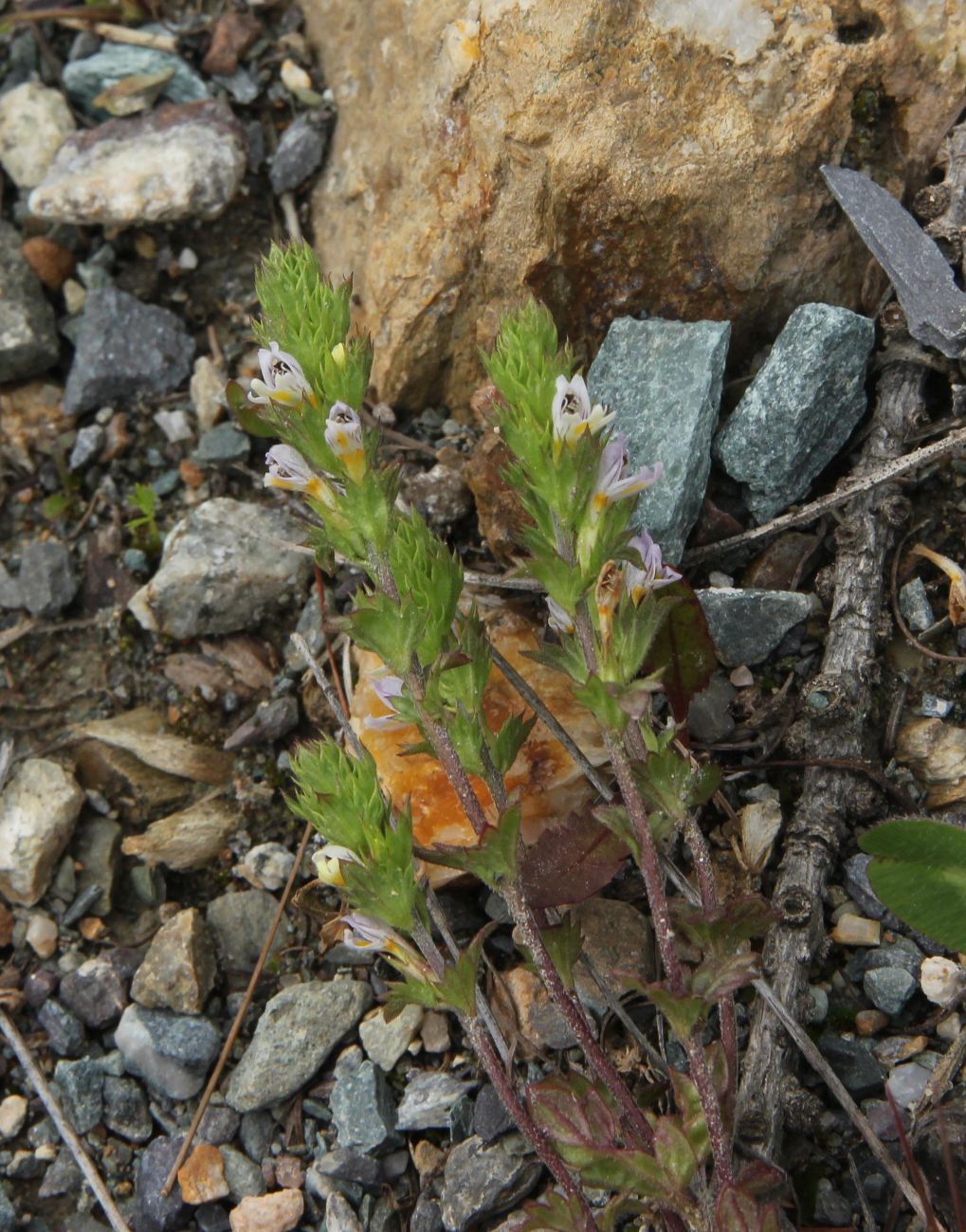 Изображение особи род Euphrasia.