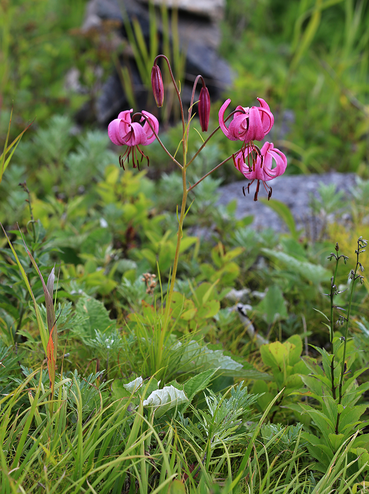 Image of Lilium cernuum specimen.