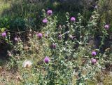 Cirsium ukranicum