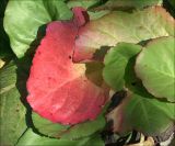 Bergenia crassifolia