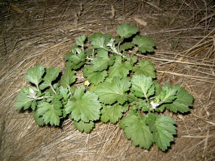 Image of genus Artemisia specimen.