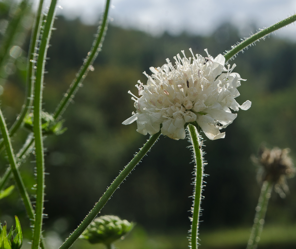 Изображение особи Knautia tatarica.