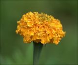 Tagetes erecta