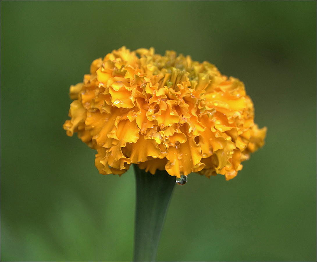 Image of Tagetes erecta specimen.