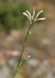 Asperula tenella. Верхушка веточки с соцветием. Южный Берег Крыма, сев.-вост. склон горы Аю-Даг, скальник. 06.08.2019.