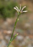 Asperula tenella. Верхушка веточки с соцветием. Южный Берег Крыма, сев.-вост. склон горы Аю-Даг, скальник. 06.08.2019.