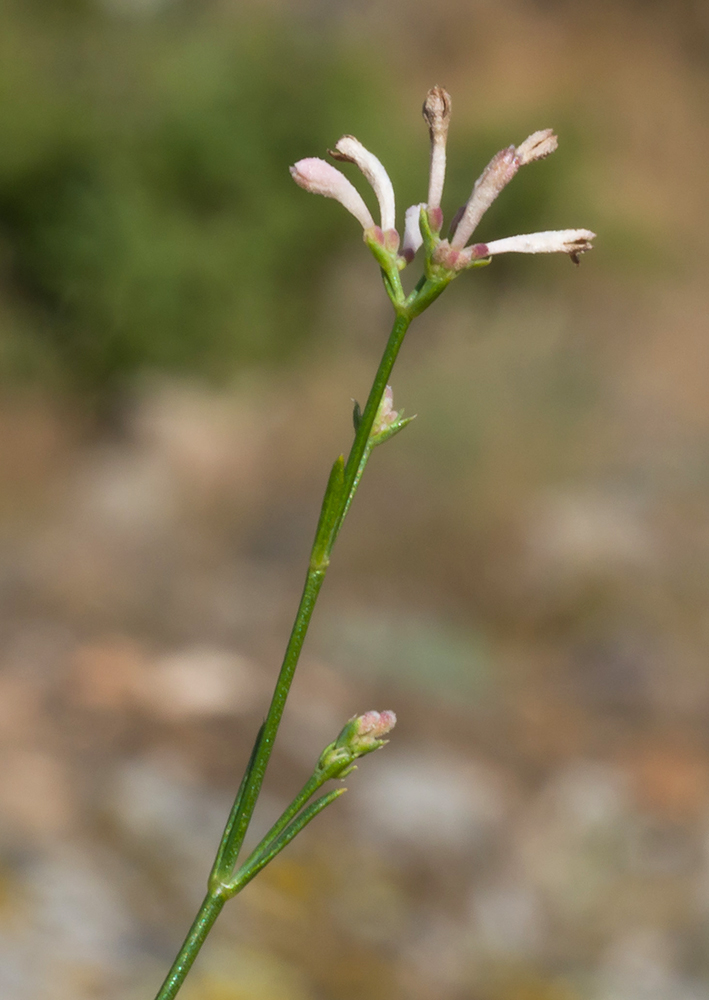 Изображение особи Asperula tenella.