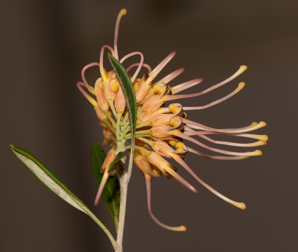 Изображение особи Grevillea olivacea.