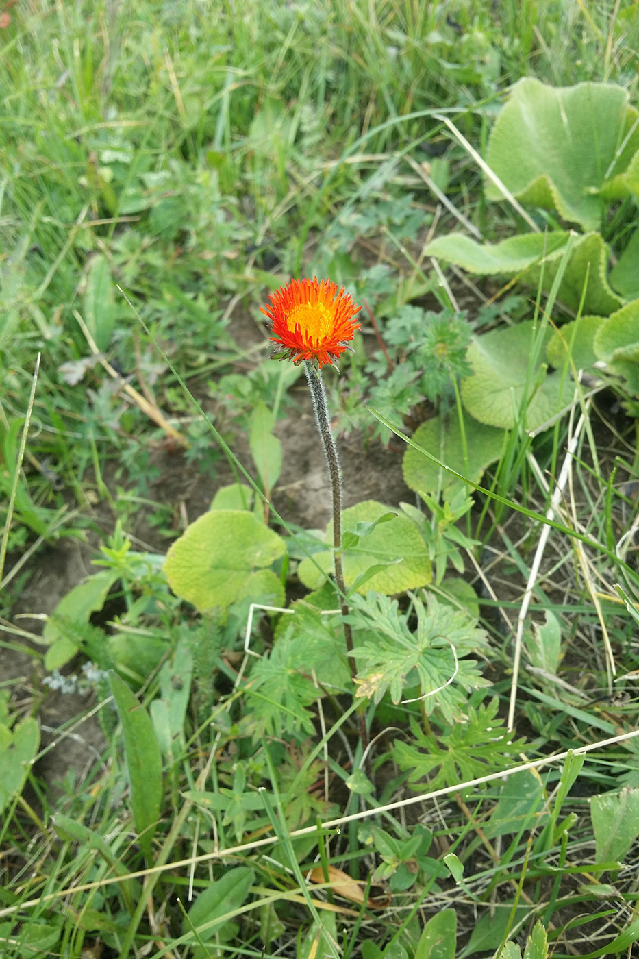 Изображение особи Erigeron aurantiacus.