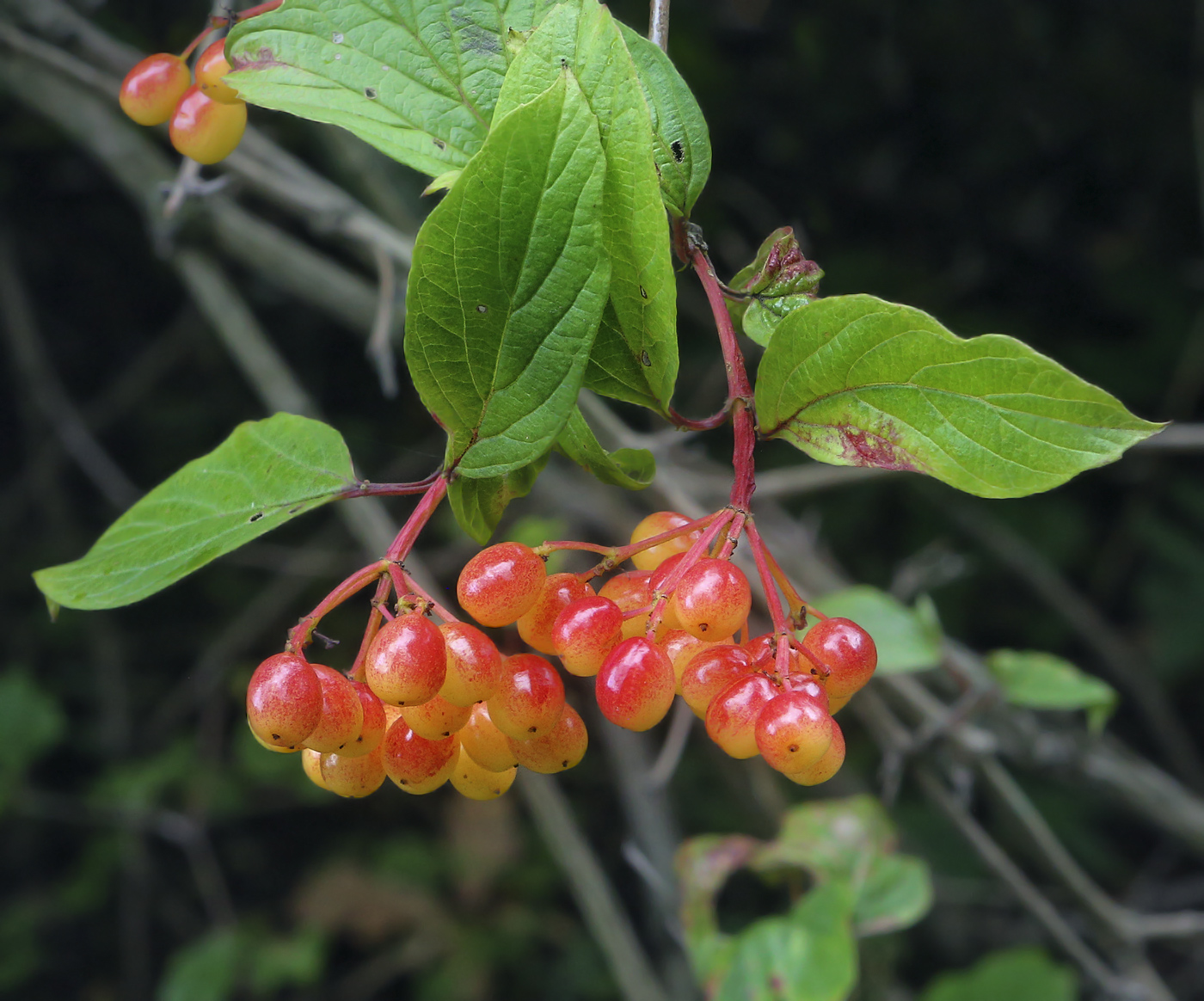 Image of Viburnum sargentii specimen.