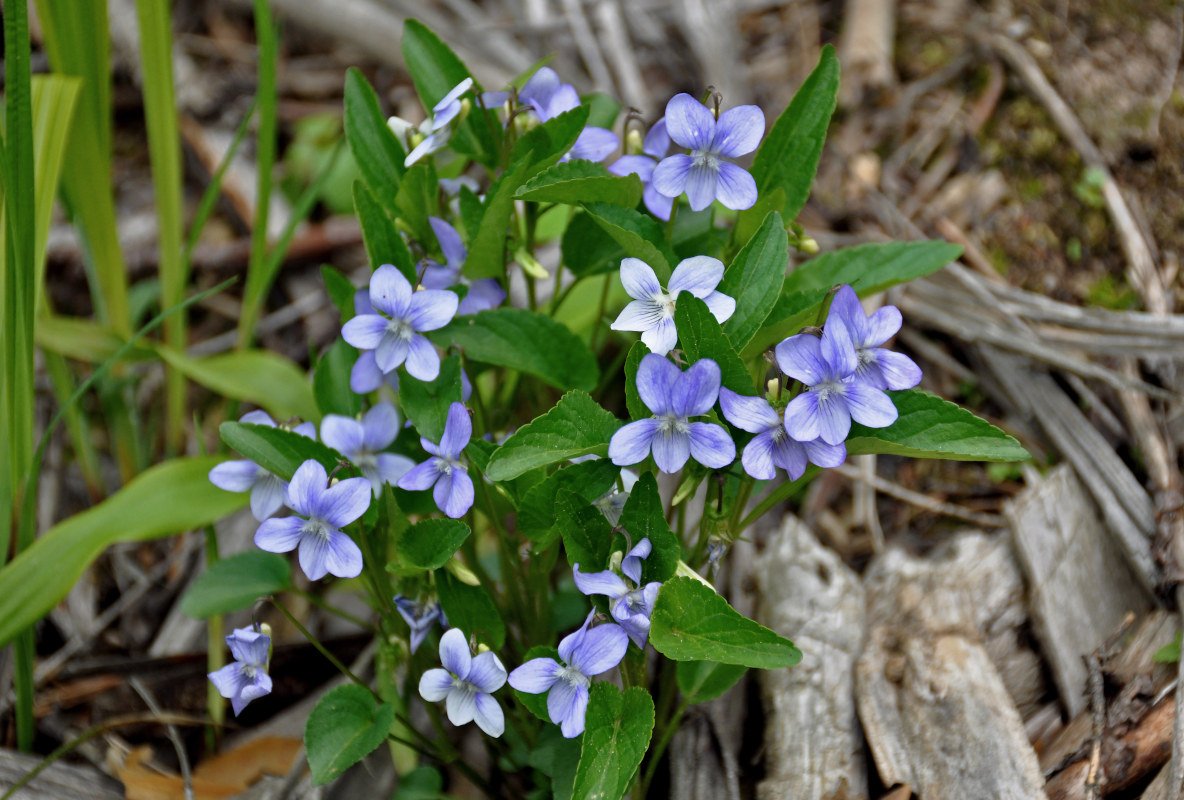 Image of Viola canina specimen.