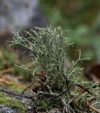 Cladonia amaurocraea