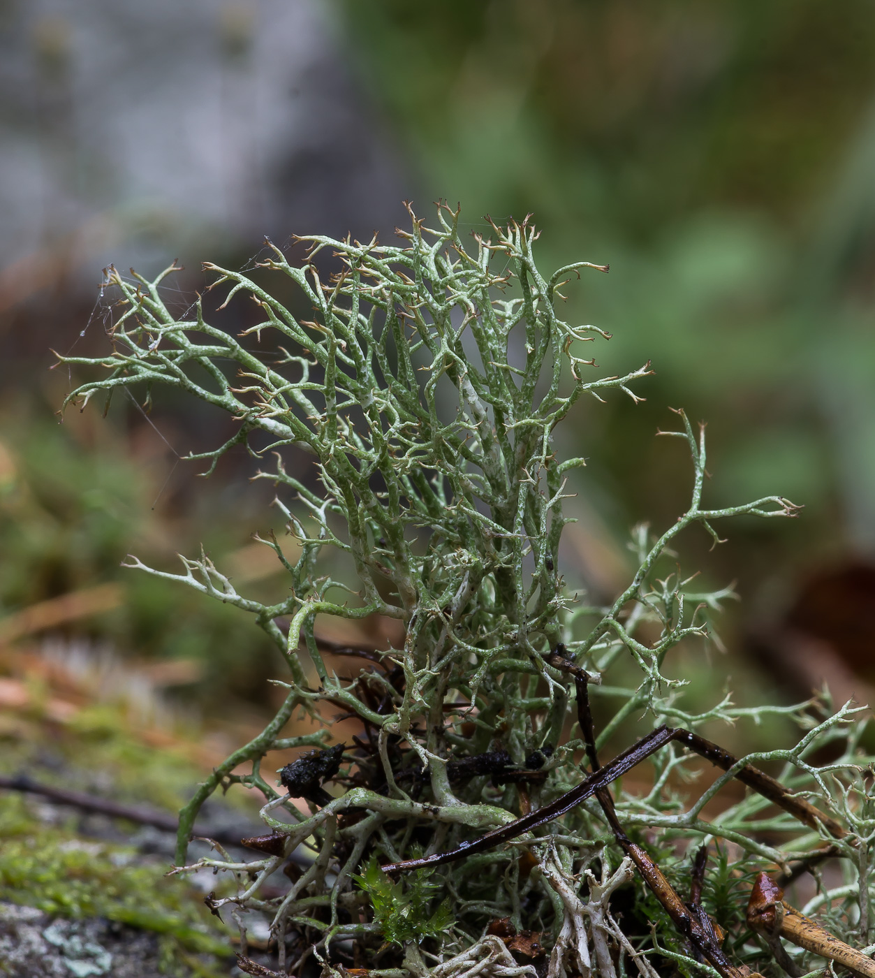 Изображение особи Cladonia amaurocraea.