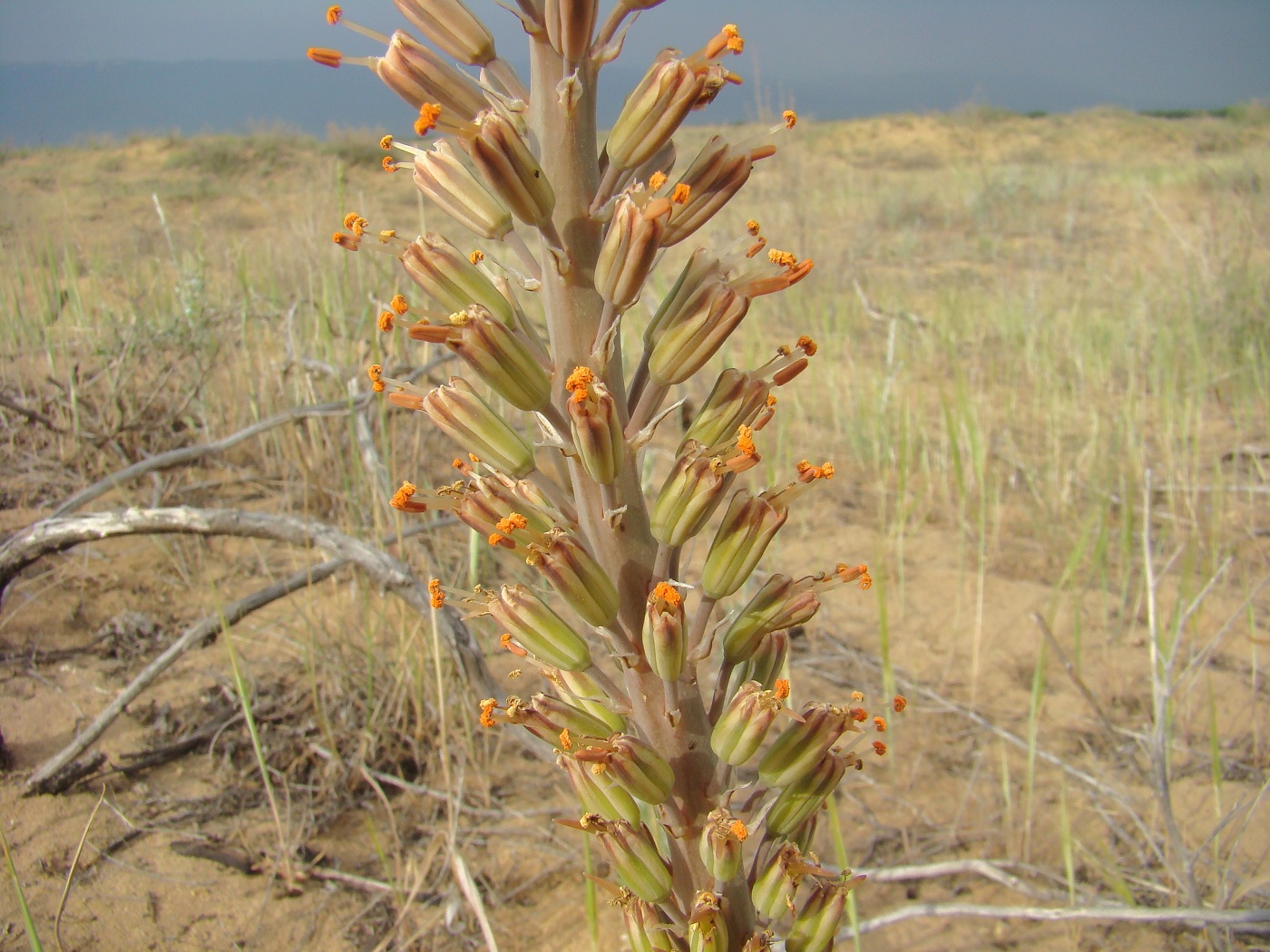 Image of Eremurus inderiensis specimen.