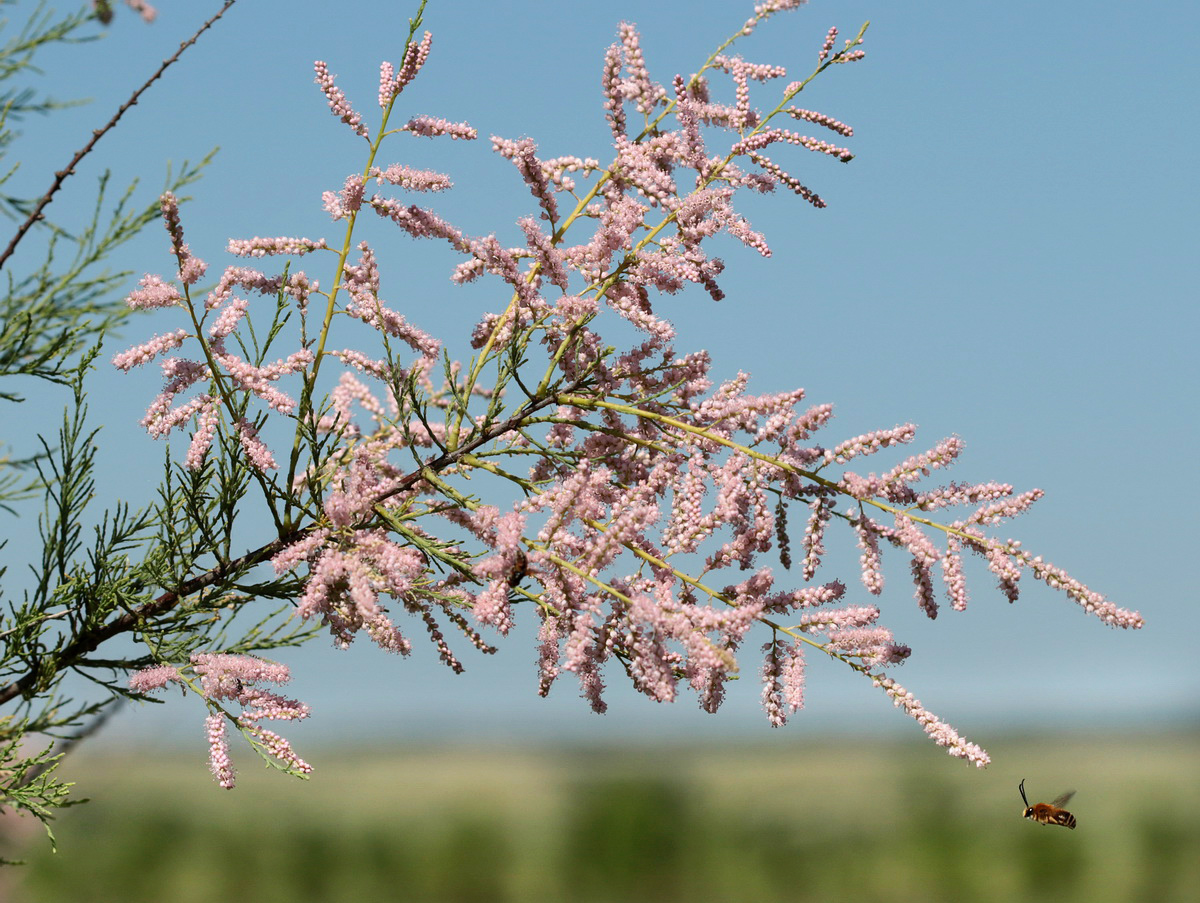 Image of Tamarix ramosissima specimen.