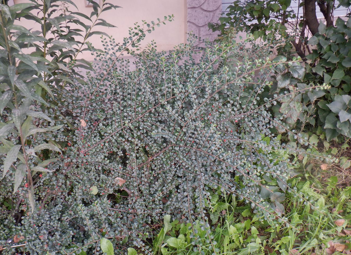 Image of Cotoneaster horizontalis specimen.