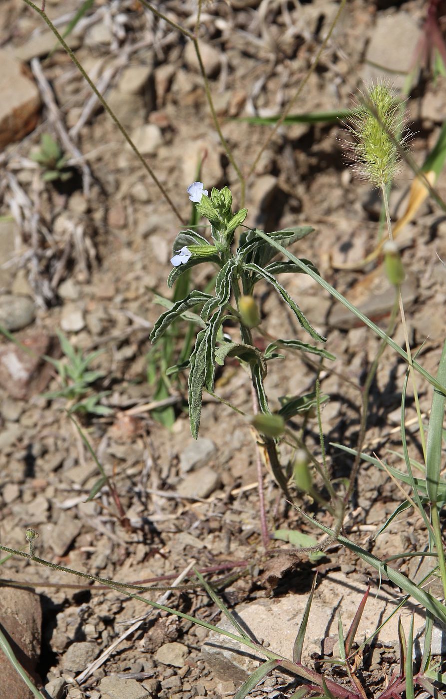 Image of Salvia reflexa specimen.