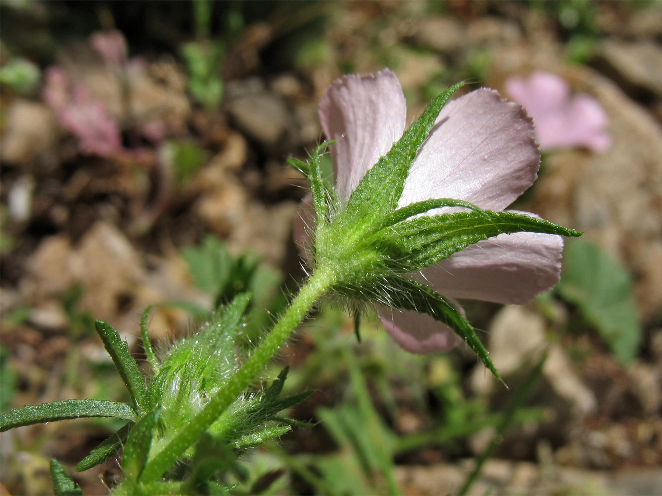 Image of Malva cretica specimen.