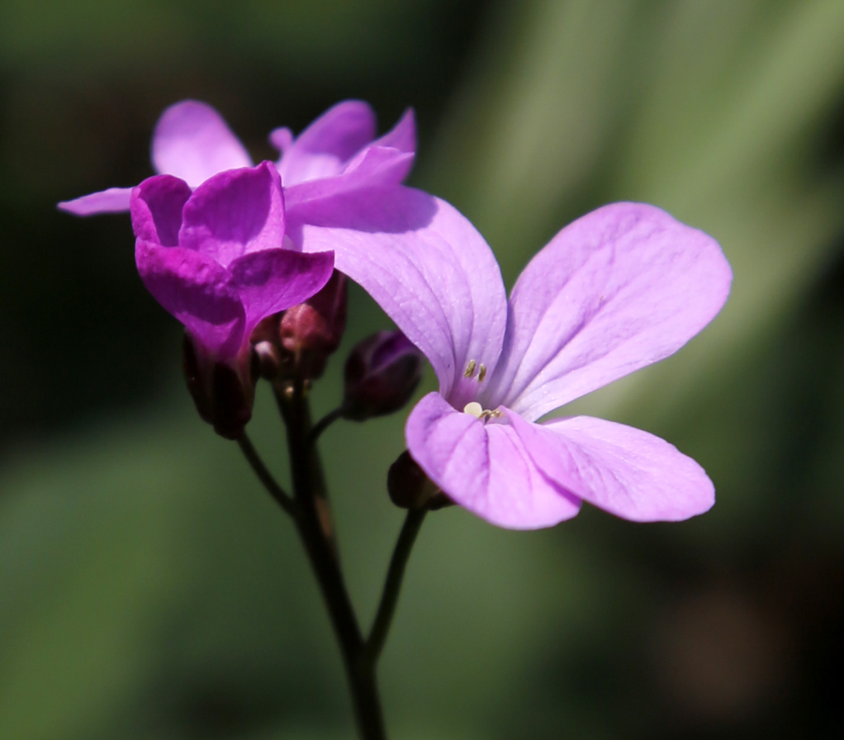 Image of Cardamine quinquefolia specimen.