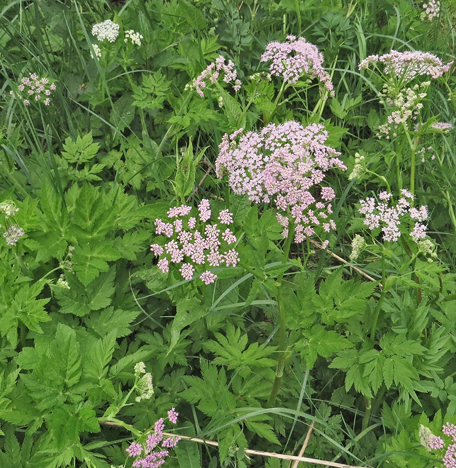 Изображение особи Chaerophyllum hirsutum.